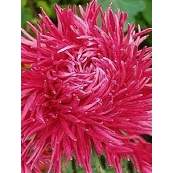 Sadzonka Astry Aster igiełkowy wysoki Inga