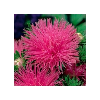 Sadzonka Astry Aster igiełkowy wysoki Inga