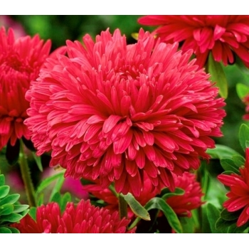 Sadzonka Astry Aser chiński peoniowy Stanisław