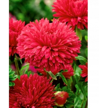 Sadzonka Astry Aser chiński peoniowy Stanisław