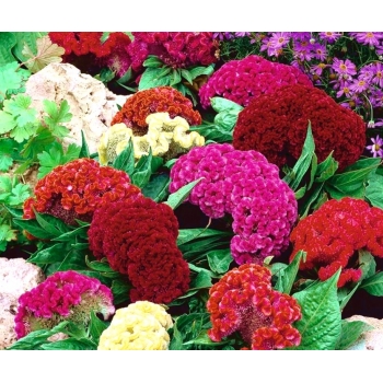 Sadzonka Celozja grzebieniasta niska Mix kolorów