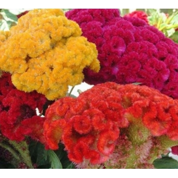 Sadzonka Celozja grzebieniasta niska Mix kolorów