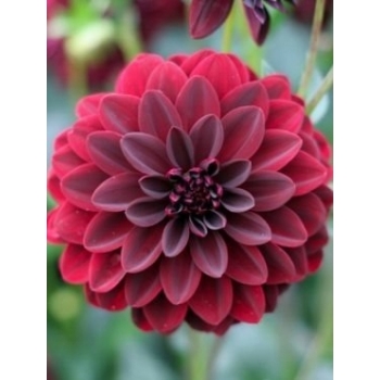 Sadzonka Cynia wytworna daliowa Burgund - bordowa