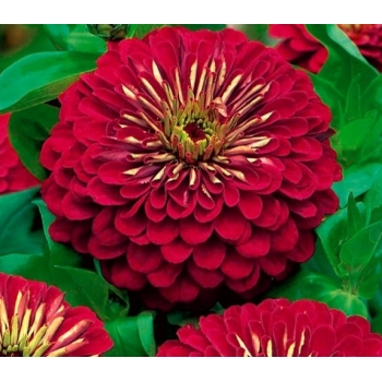 Sadzonka Cynia wytworna daliowa Burgund - bordowa