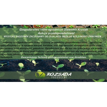 Sadzonka rozsada Dalia pomponowa Mix kolorów