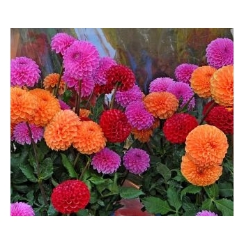 Sadzonka rozsada Dalia pomponowa Mix kolorów