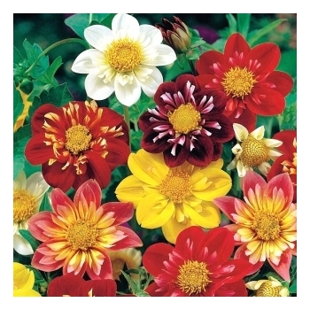 Sadzonka Dalia zmienna kołnierzykowa Mix kolorów