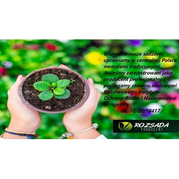 Sadzonka Dalia zmienna kołnierzykowa Mix kolorów