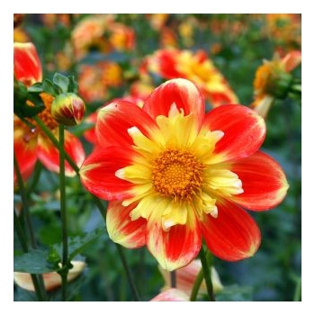 Sadzonka Dalia zmienna kołnierzykowa Mix kolorów