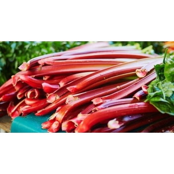 Sadzonka rozsada Rabarbar Victoria