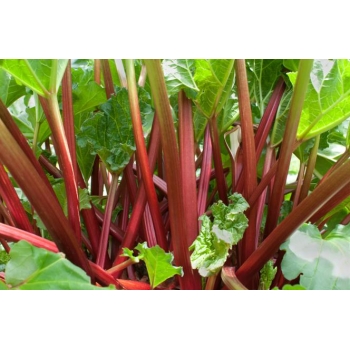Sadzonka rozsada Rabarbar Victoria