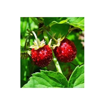 Sadzonka Poziomka zwisająca Fragaria vesca 10szt.