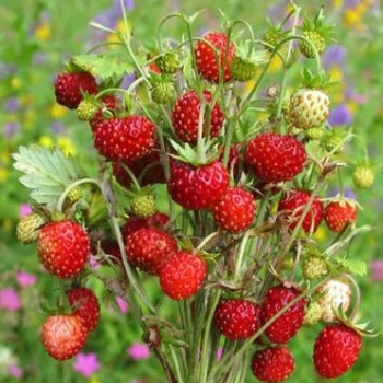 Sadzonka Poziomka zwisająca Fragaria vesca 10szt.