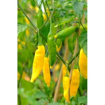 Sadzonka Papryka Ostra Lemon Drop Żółta 5 szt