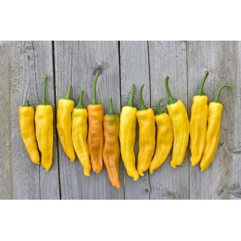 Sadzonka Papryka Ostra Lemon Drop Żółta 5 szt