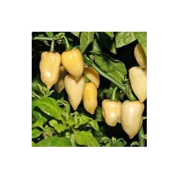 Sadzonka rozsada Papryka ostra White Fatali 5 szt