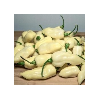 Sadzonka rozsada Papryka ostra White Fatali 5 szt