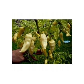 Sadzonka rozsada Papryka ostra White Fatali 5 szt