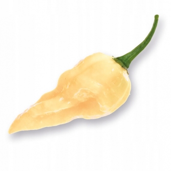 Sadzonka rozsada Papryka ostra White Fatali 5 szt