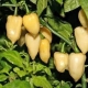 Sadzonka rozsada Papryka ostra White Fatali 5 szt
