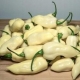 Sadzonka rozsada Papryka ostra White Fatali 5 szt