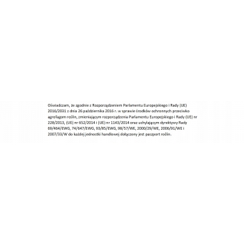 Sadzonki Bazylia Cynamonowa w doniczce P11