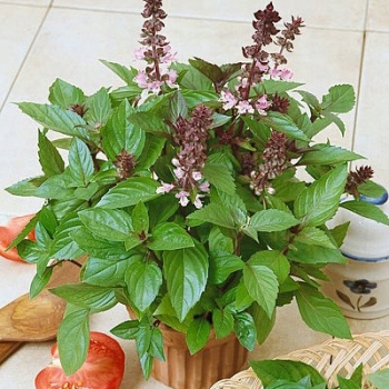 Sadzonki Bazylia Cynamonowa w doniczce P11