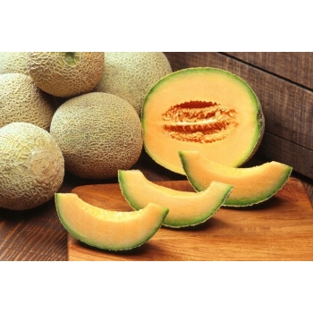 Sadzonka rozsada Melon Junior