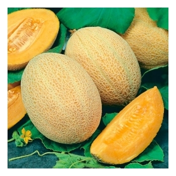 Sadzonka rozsada Melon Emir