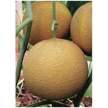 Sadzonka rozsada Melon Emir