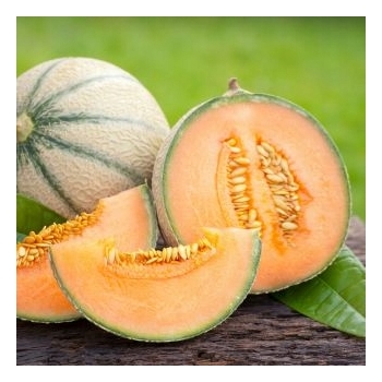 Sadzonka rozsada Melon Emir