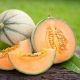 Sadzonka rozsada Melon Emir