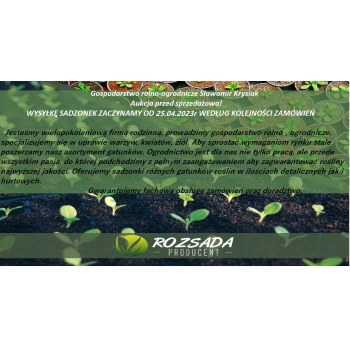 Sadzonka rozsada Sałata rzymska Blonde 25 szt