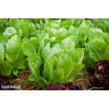 Sadzonka rozsada Sałata rzymska Blonde 25 szt