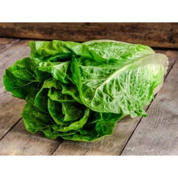 Sadzonka rozsada Sałata rzymska Blonde 25 szt