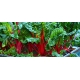 Sadzonka rozsada Burak liściowy Rhubarb Chard 5szt