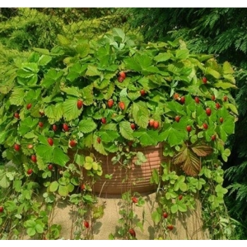 Sadzonka rozsada Poziomka zwisająca Fragaria vesca