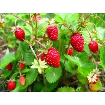 Sadzonka rozsada Poziomka zwisająca Fragaria vesca