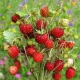 Sadzonka rozsada Poziomka zwisająca Fragaria vesca