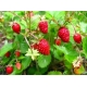 Sadzonka rozsada Poziomka zwisająca Fragaria vesca