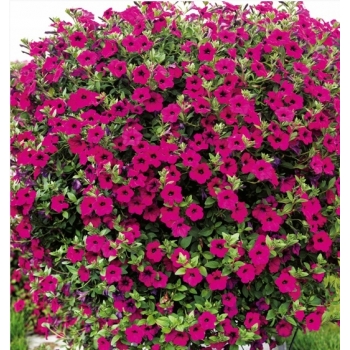 Sadzonka Petunia Petunia fiołkowata fioletowa 5szt